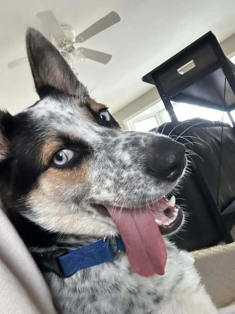 Jingle Jones thumbnail 3