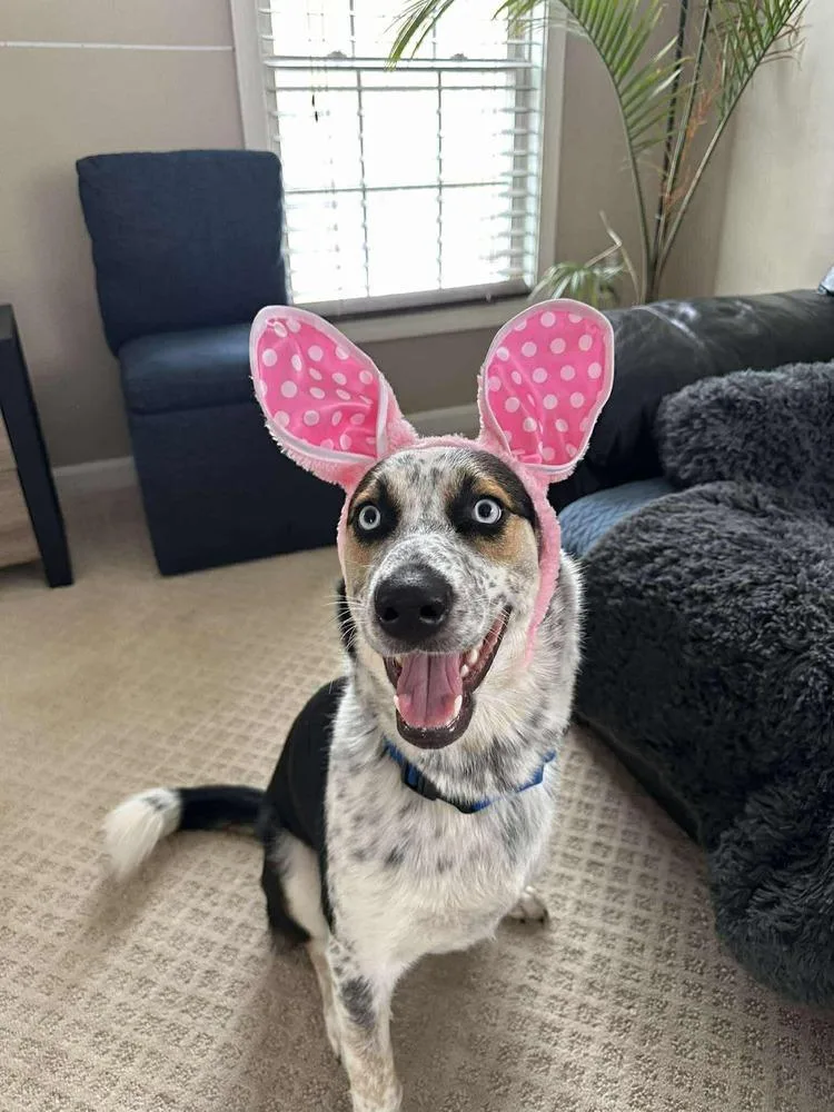 Jingle Jones thumbnail 5