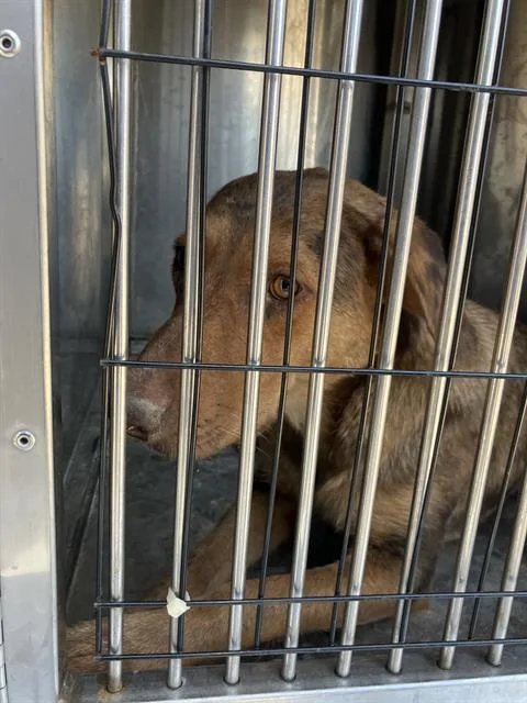 A young large-sized female Mixed Breed dog named Maggie for adoption in Dallas, TX