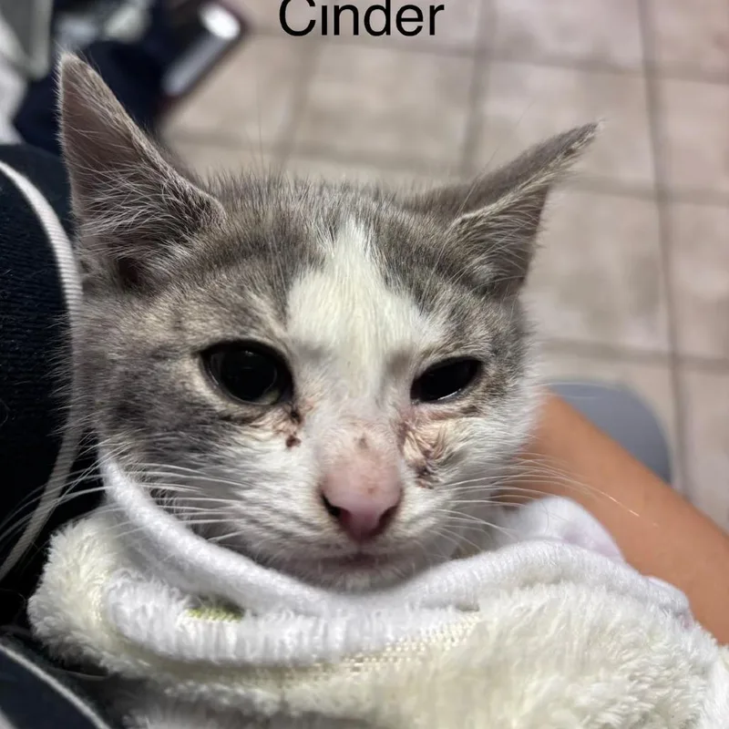A baby small-sized female Gray / Blue / Silver Domestic Short Hair cat named Cinder for adoption in Brooklyn, NY