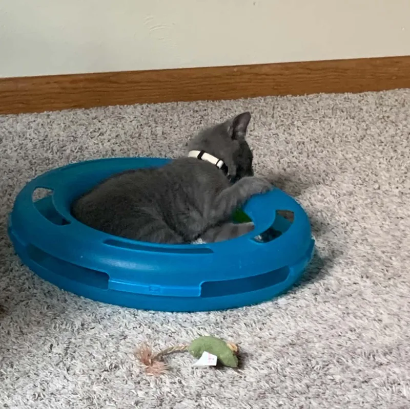 A baby small-sized male Gray / Blue / Silver Domestic Short Hair cat named Quasar for adoption in Greensburg, PA