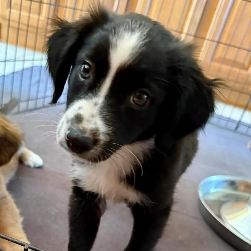 A baby medium-sized male Black Mixed Breed dog named Blackout Brew for adoption in Fredericksburg, VA