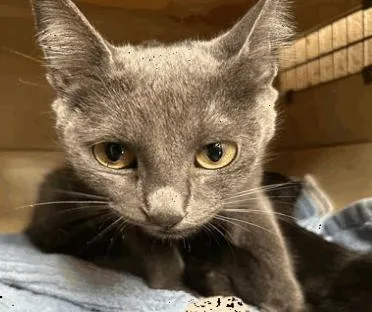 An adult medium-sized female Gray / Blue / Silver Domestic Short Hair cat named Freida for adoption in Cincinnati, OH