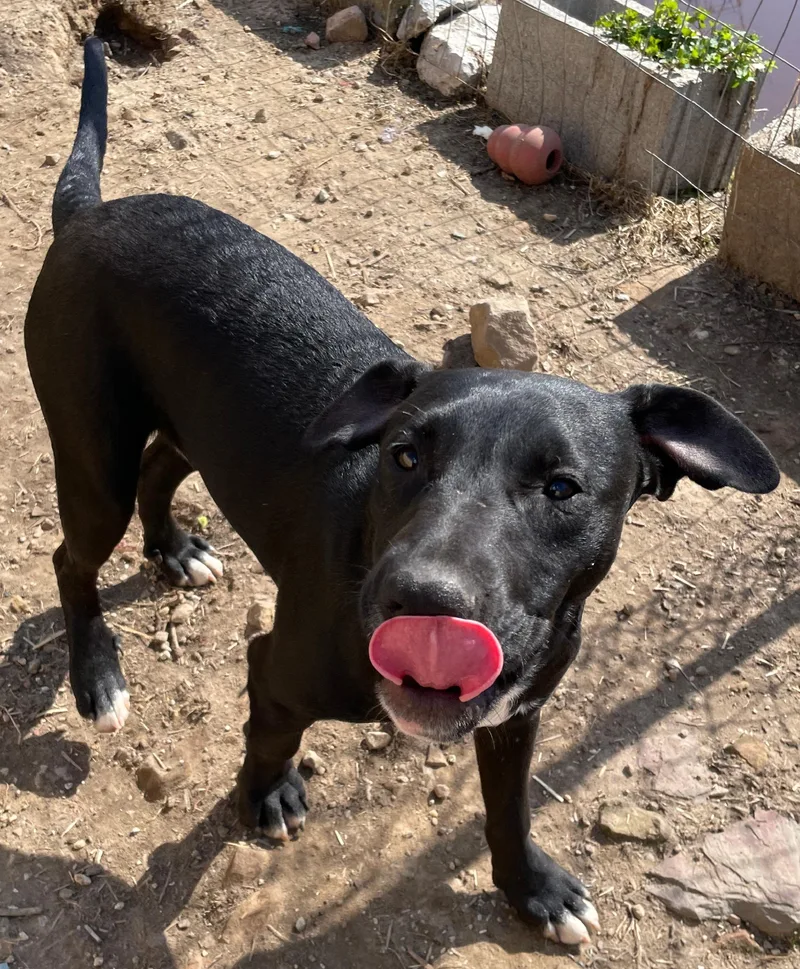 A young medium-sized male American Staffordshire Terrier dog named Tycoon for adoption in Tracy City , TN