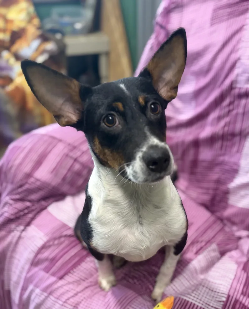 A young medium-sized female Tricolor (Brown, Black, & White) Australian Cattle Dog / Blue Heeler dog named Coco for adoption in Seneca, PA