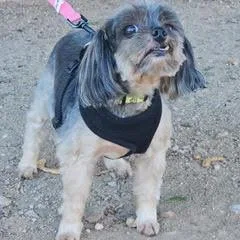 An adult small-sized male Yellow / Tan / Blond / Fawn Shih Tzu dog named Jj for adoption in Green Valley, AZ