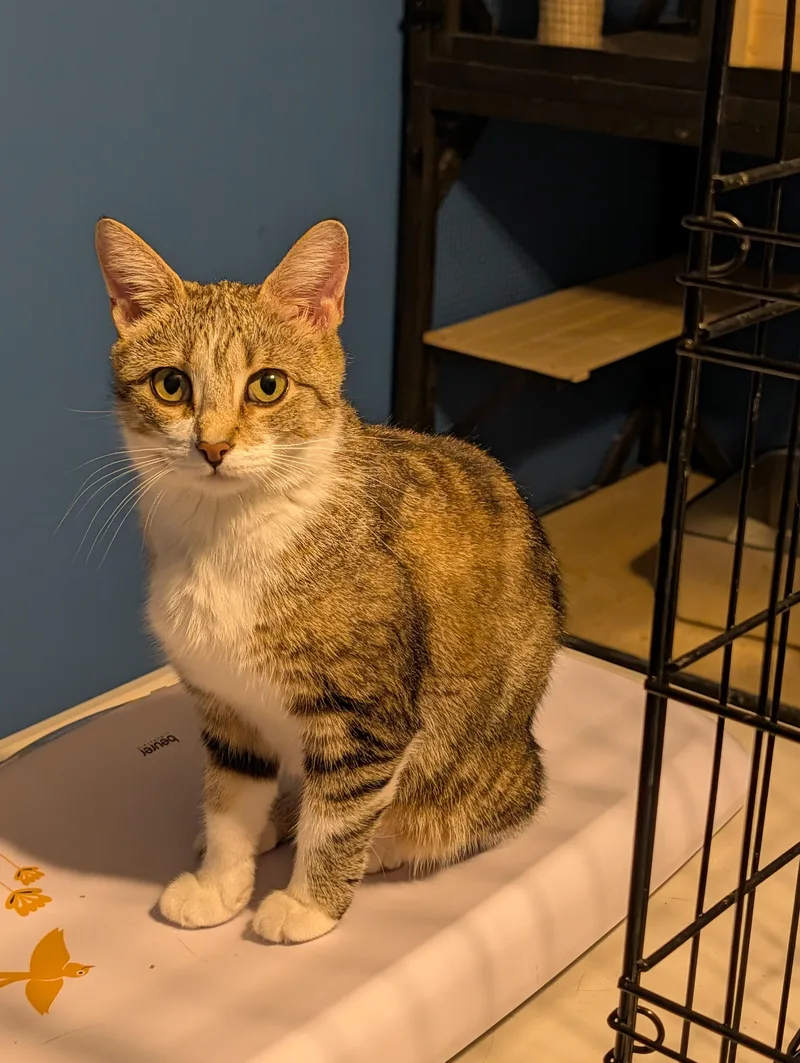 A young medium-sized female Tabby (Buff / Tan / Fawn) Domestic Short Hair cat named Fiona for adoption in Hudsonville, MI