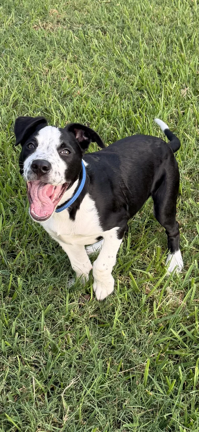 Oreo