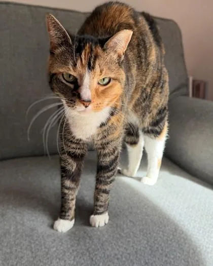 An adult small-sized female Domestic Short Hair cat named Stella for adoption in Fairfax, VA