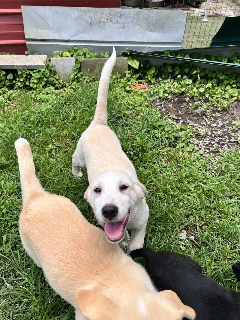 A baby large-sized male Great Pyrenees dog named Astro for adoption in Tracy City , TN