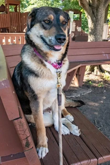 An adult large-sized female Shepherd dog named Briar for adoption in Bridgewater, NJ