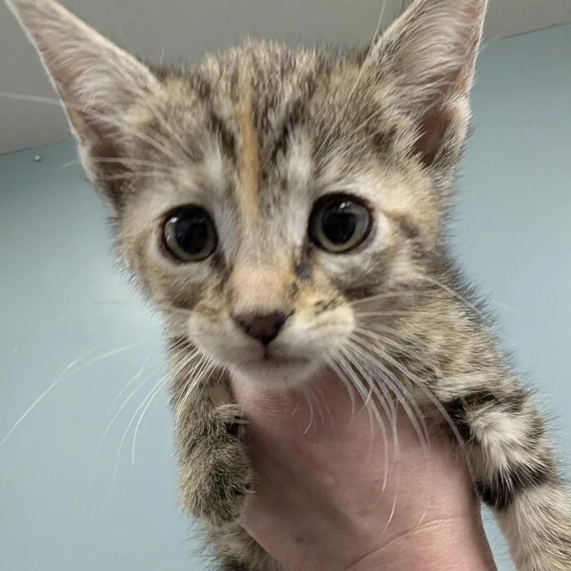 A baby small-sized female Torbie Domestic Short Hair cat named Cocoa Puffs for adoption in Columbia, MO