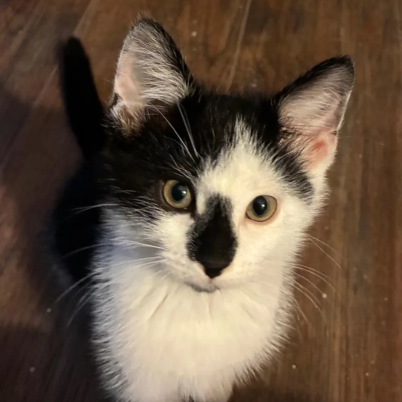 A baby small-sized male Black Domestic Short Hair cat named Rowan for adoption in Carmel, IN