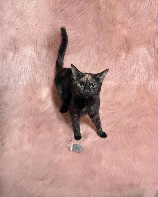 An adult medium-sized female Tortoiseshell Domestic Short Hair cat named Hazel for adoption in Reading, PA