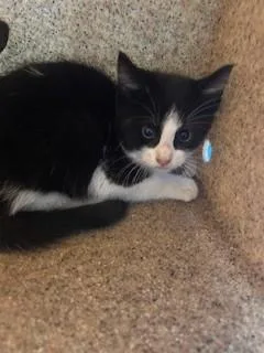 A baby small-sized male Domestic Short Hair cat named A for adoption in Gardena, CA