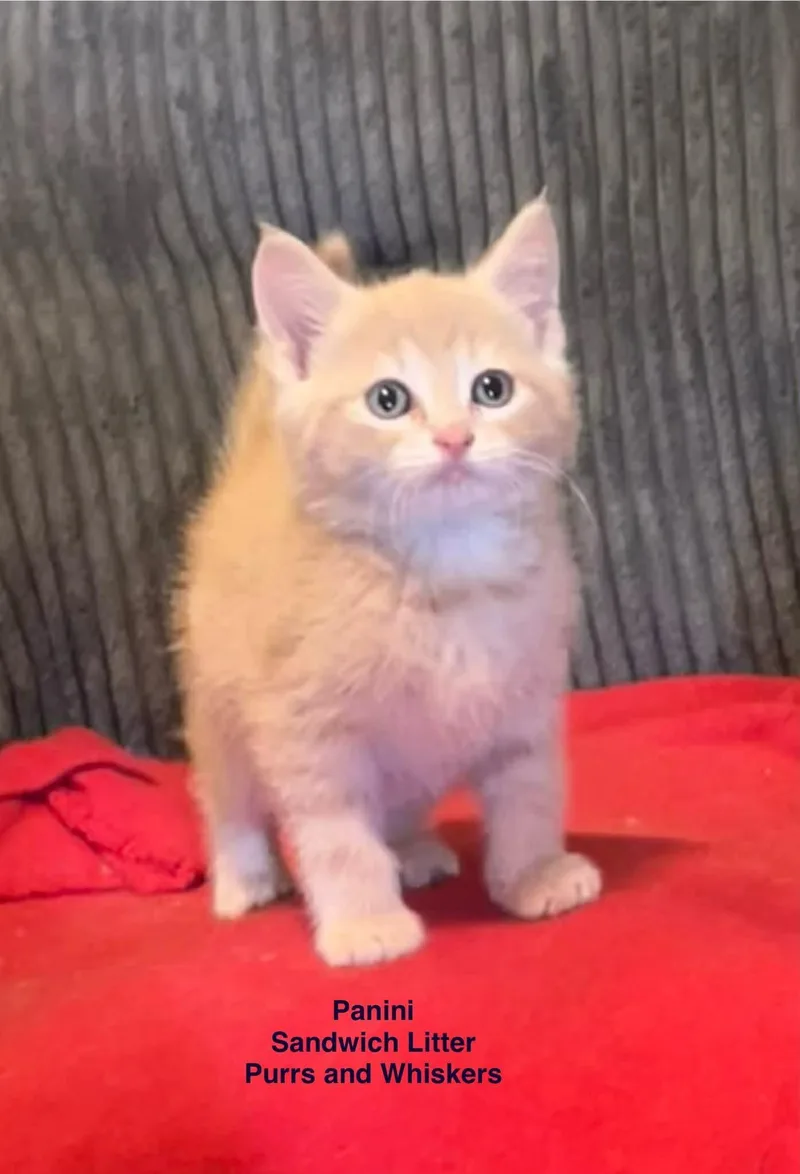 A baby medium-sized male Orange / Red Domestic Short Hair cat named Panini for adoption in New Hartford, NY