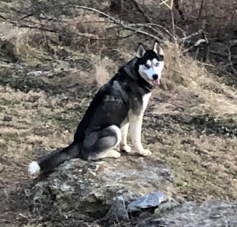 An adult medium-sized male Husky dog named Riley for adoption in Fincastle, VA