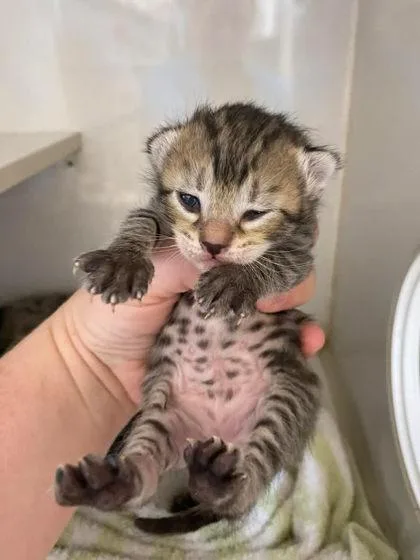 David Meowie