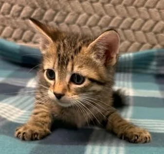 David Meowie thumbnail 2