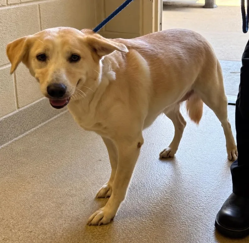 An adult large-sized female Labrador Retriever dog named Ruby for adoption in Rockwall, TX