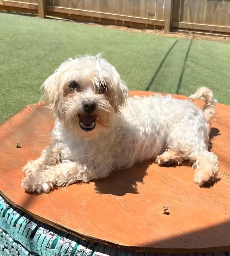 An adult small-sized male White / Cream Shih Tzu dog named Gibson for adoption in Groveland, MA