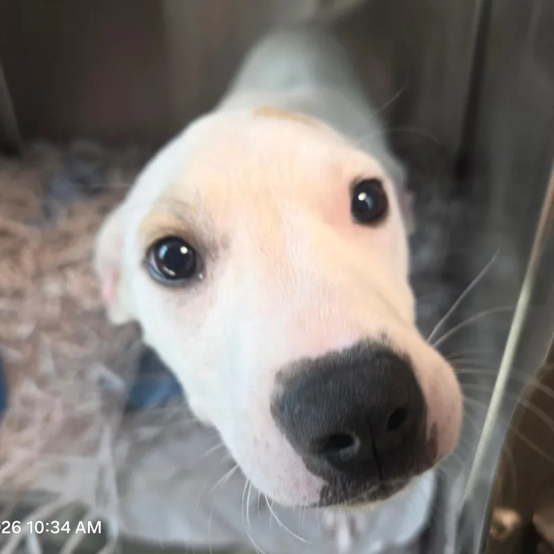 A baby small-sized female Brown / Chocolate Hound dog named Blueberry for adoption in Clearwater, FL
