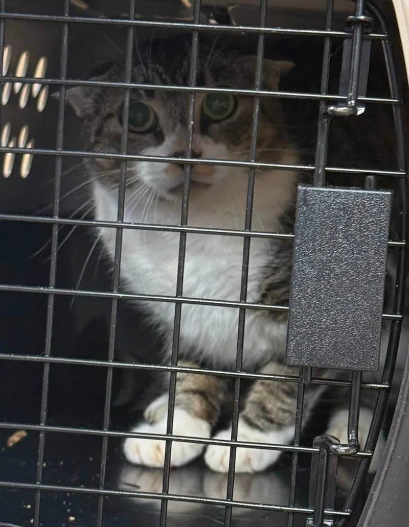 A young small-sized female Tabby (Brown / Chocolate) Domestic Short Hair cat named Kirby for adoption in Raleigh, NC
