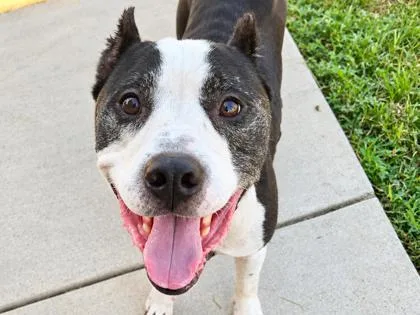 An adult large-sized male Black Mixed Breed dog named Polo for adoption in Georgetown, TX