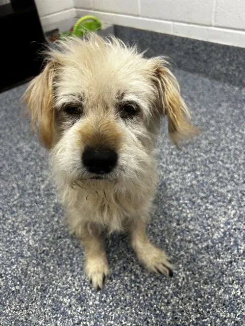 An adult small-sized female Norfolk Terrier dog named Carly for adoption in Appling, GA