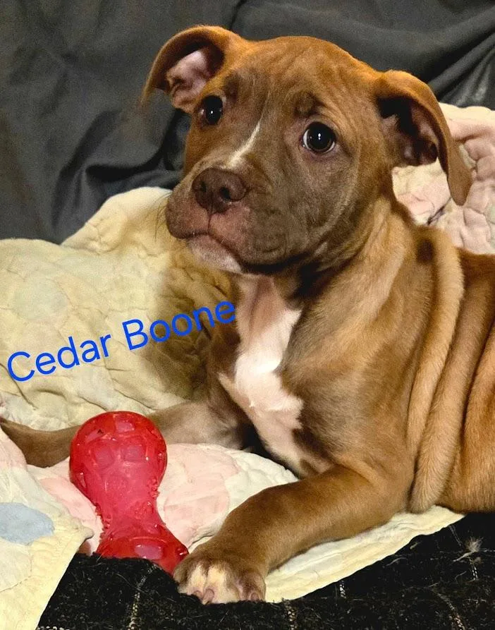 Cedar Boone thumbnail 2