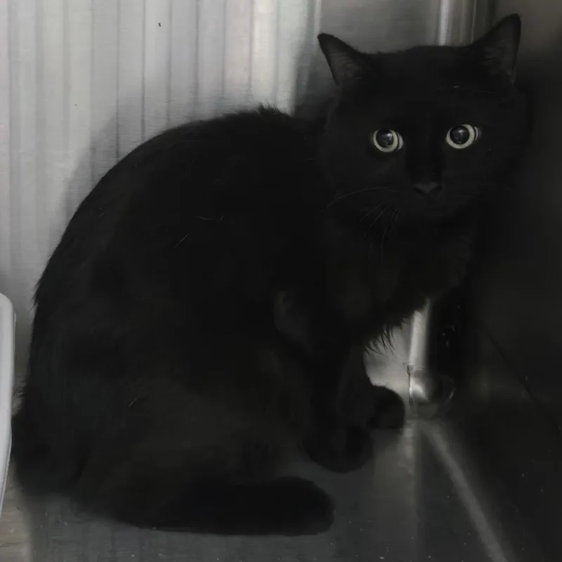 A young small-sized male Black Domestic Short Hair cat named Kiwi for adoption in Mount Gilead, NC