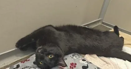 An adult small-sized male Domestic Medium Hair cat named Da Vinci for adoption in Bellevue, WA