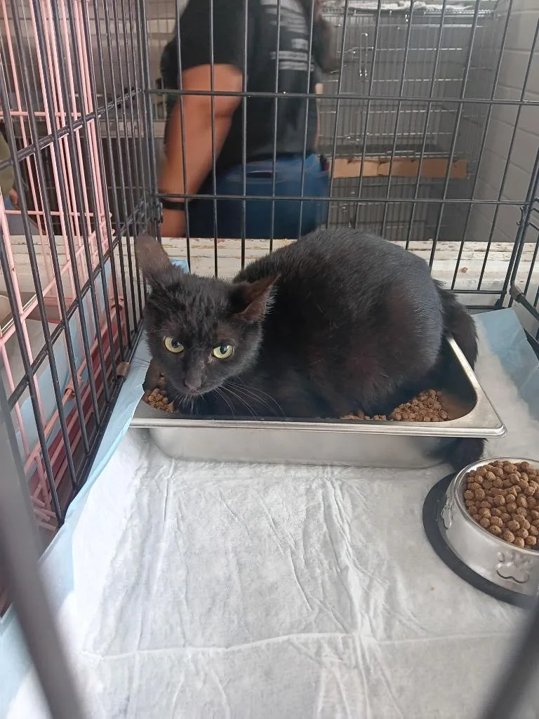 A young small-sized female Domestic Short Hair cat named Duran Duran for adoption in Brownwood, TX