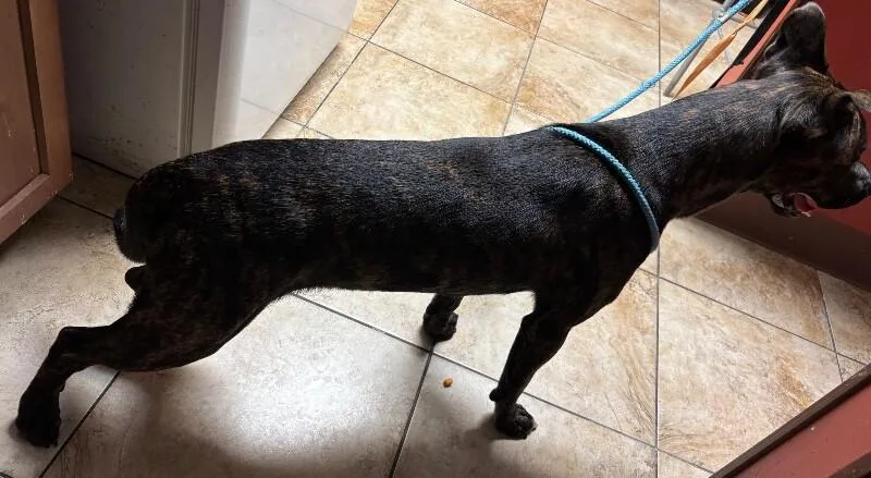 An adult large-sized male Brindle Mixed Breed dog named Finch for adoption in Cincinnati, OH