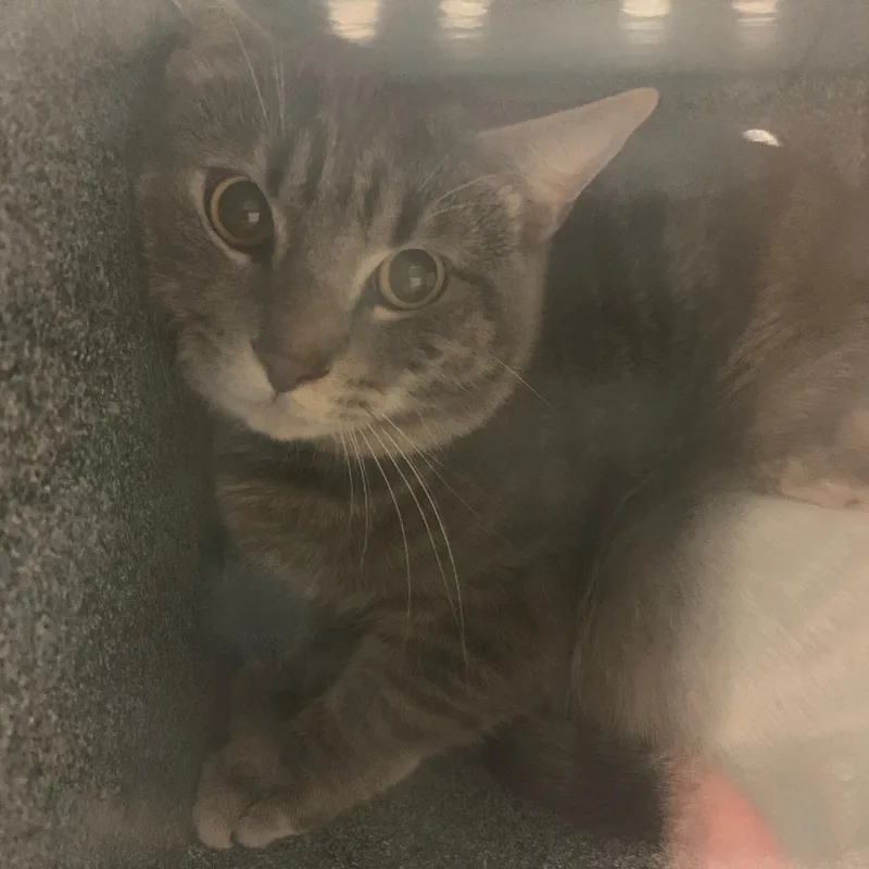 An adult medium-sized male Gray / Blue / Silver Domestic Short Hair cat named Fire Fly for adoption in Charlottesville, VA