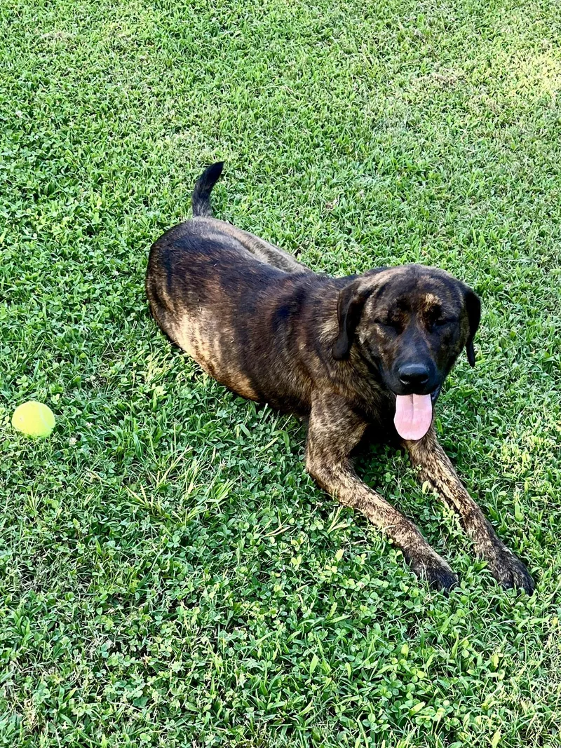 An adult large-sized male Catahoula Leopard Dog dog named Charlie for adoption in Welling, OK