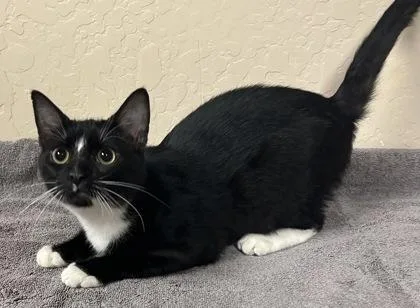 An adult small-sized male Domestic Short Hair cat named Leonardo for adoption in Phoenix, AZ