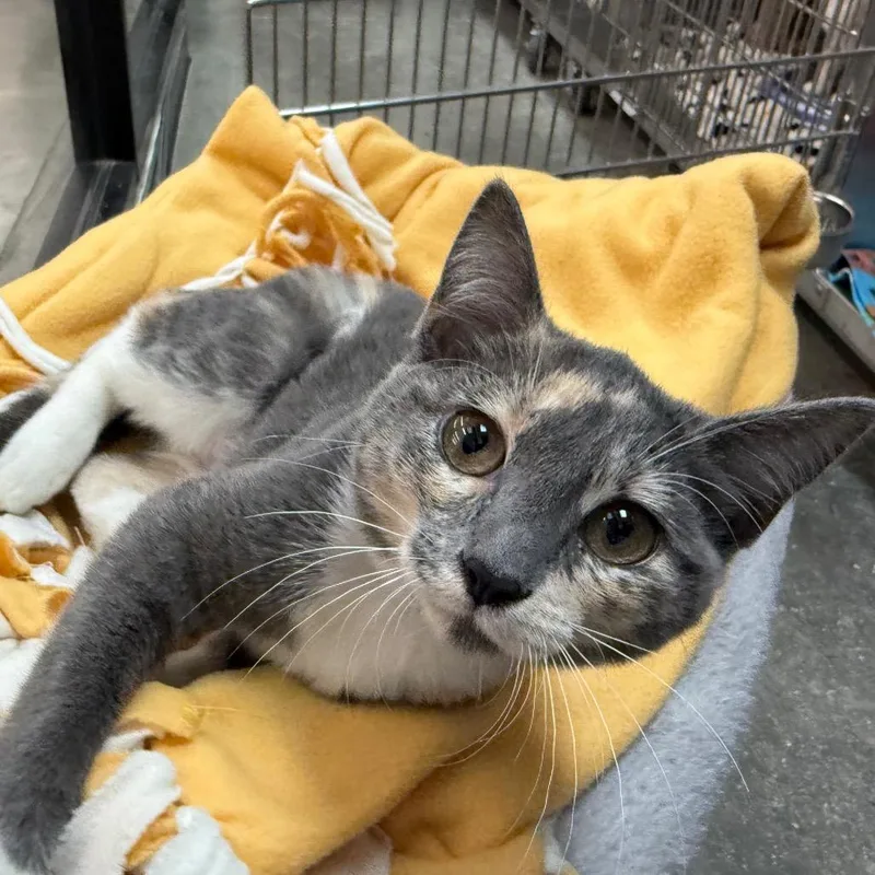 A young small-sized female Gray / Blue / Silver Domestic Short Hair cat named Arturo for adoption in Saint Louis, MO