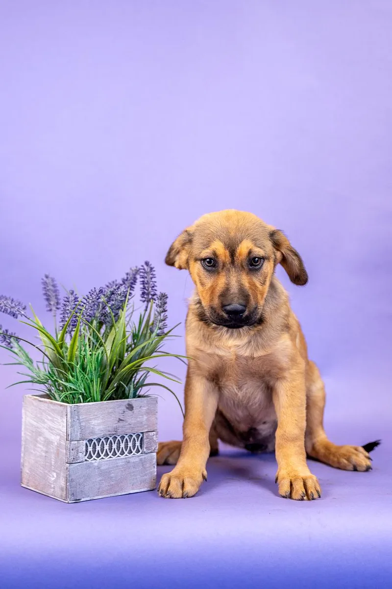 A baby medium-sized female Shepherd dog named 400-26 for adoption in Brighton, CO