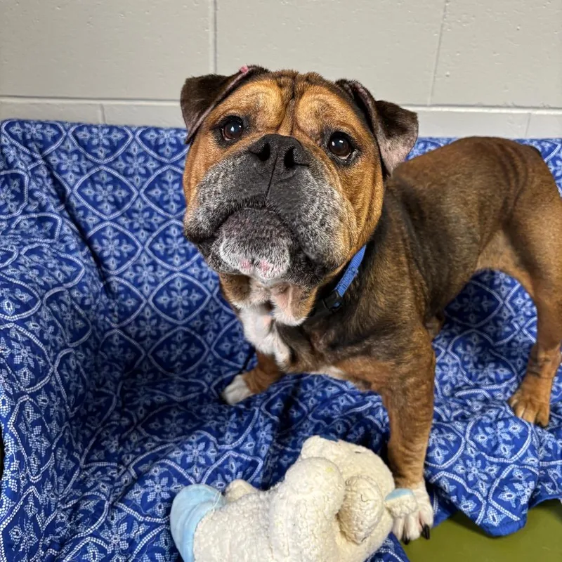 A senior large-sized male Brown / Chocolate English Bulldog dog named Rubble for adoption in Brookfield, WI