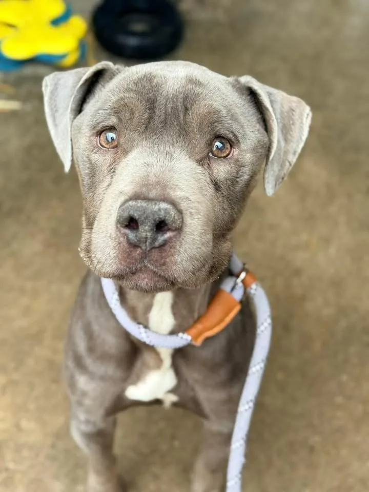An adult medium-sized male Gray / Blue / Silver Pit Bull Terrier dog named Salmon for adoption in Chicago, IL