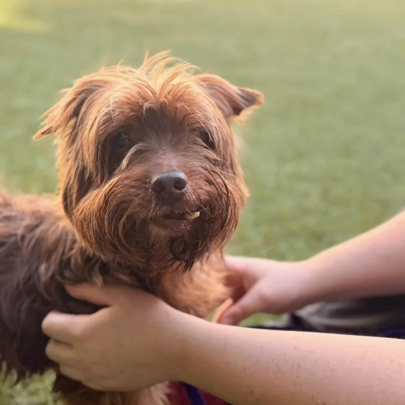 A senior small-sized male Yorkshire Terrier dog named Hugh Heff for adoption in Hillsborough, NC