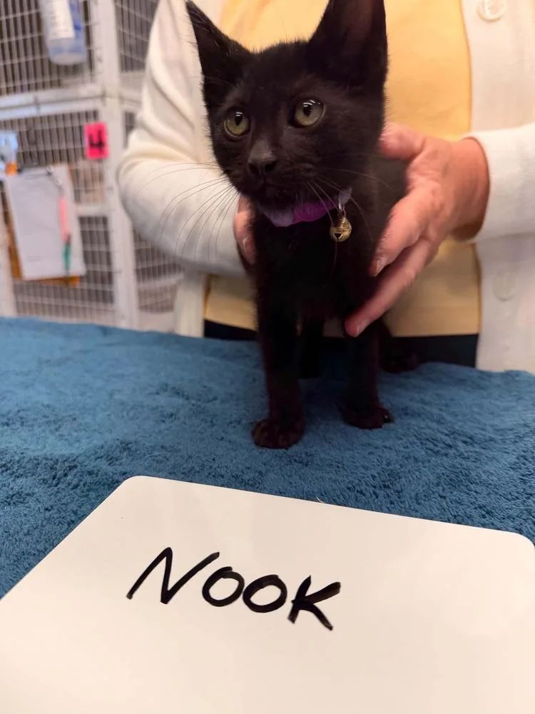 A baby small-sized male Black Domestic Short Hair cat named Nook for adoption in Vancouver, WA