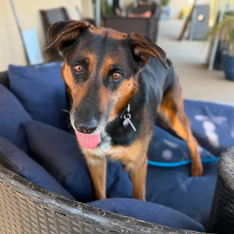 Darla