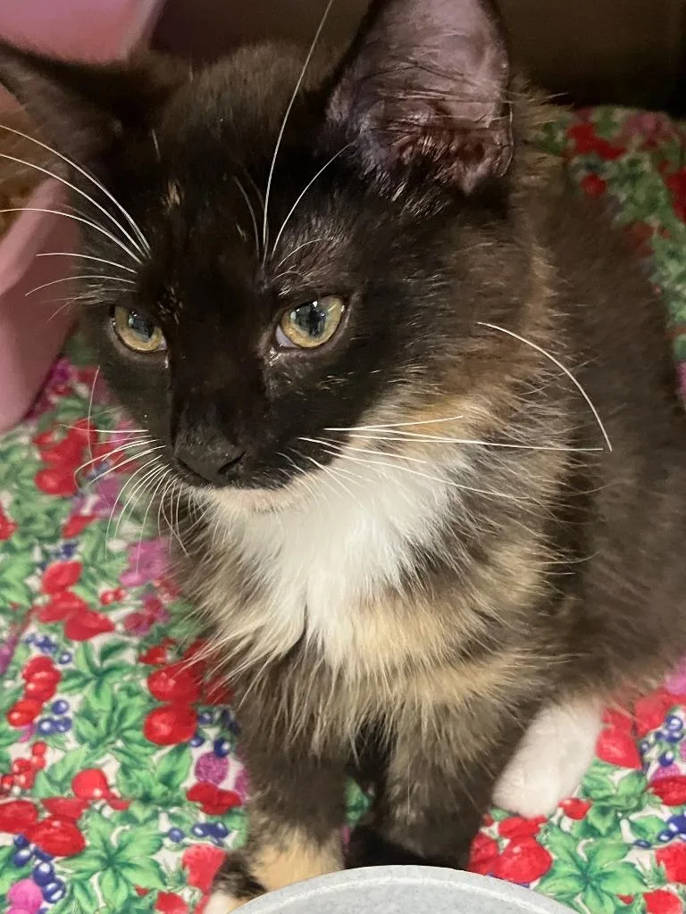 A baby small-sized female Domestic Short Hair cat named Pizza for adoption in Lunenburg, MA