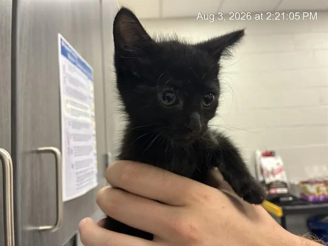 A baby small-sized male Domestic Long Hair cat named Tuck for adoption in Ocala, FL