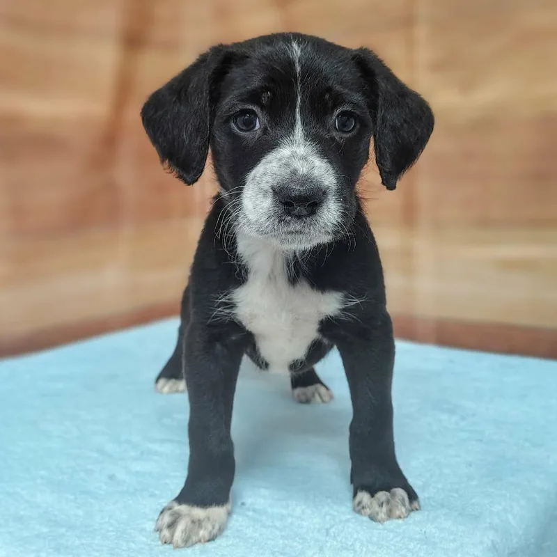 A baby medium-sized male Black Standard Poodle dog named Santino for adoption in Griswold, CT