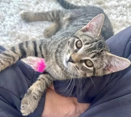A young small-sized male Domestic Short Hair cat named Zander for adoption in Quakertown, PA