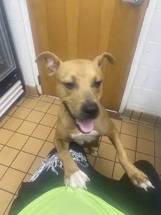 A young medium-sized female Terrier dog named Abbie for adoption in Gainesville, FL