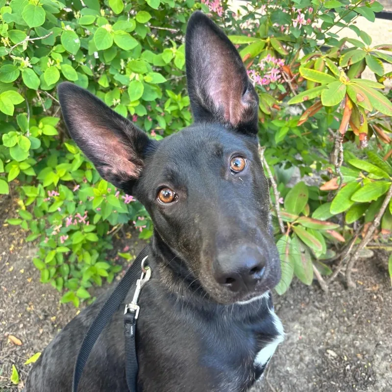 A young medium-sized female Black Mixed Breed dog named Cressida for adoption in Chicago, IL